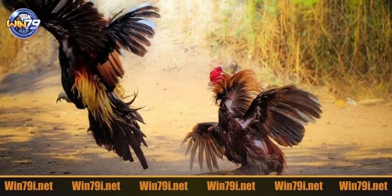 Giới thiệu về đá gà Thomo chi tiết nhất