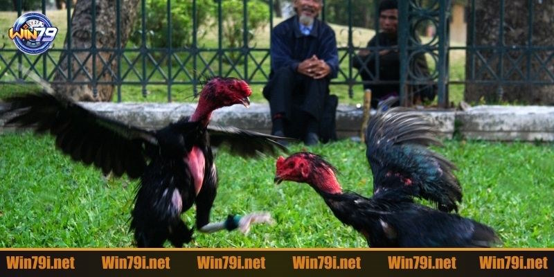 Những lưu ý cần thiết khi chơi chọi gà Bj88